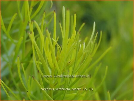 Coreopsis verticillata &#39;Tweety&#39;