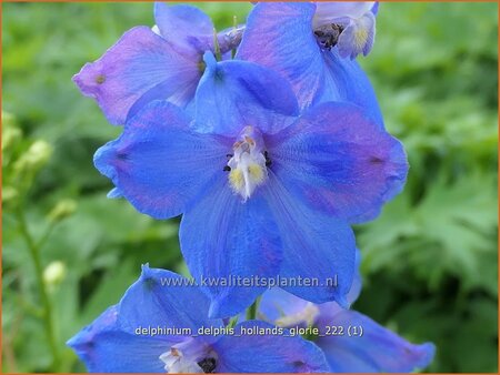 Delphinium &#39;Delphi&#39;s Hollands Glorie&#39; (pot 11 cm)