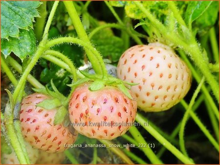 Fragaria ananassa &#39;Snow White&#39;