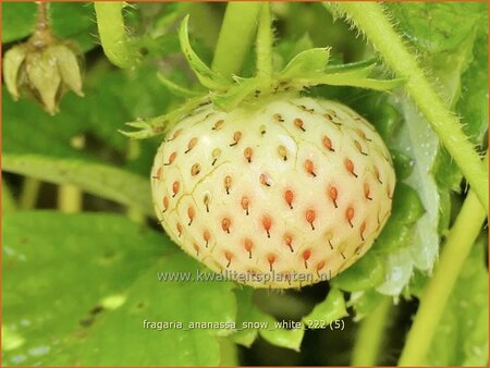 Fragaria ananassa &#39;Snow White&#39;