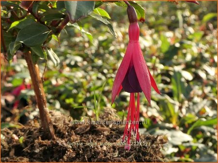 Fuchsia regia subsp. reitzii