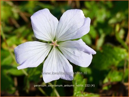 Geranium oxonianum &#39;Ankum&#39;s White&#39;