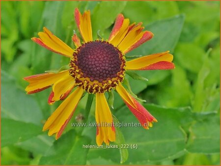 Helenium 'Lukas'