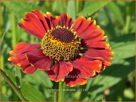 Helenium 'Serenade'