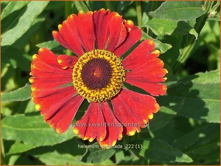 Helenium 'Serenade'