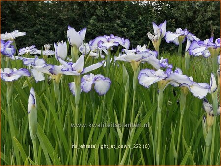 Iris ensata 'Light at Dawn'