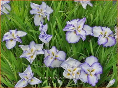 Iris ensata 'Light at Dawn'