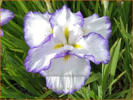 Iris ensata 'Light at Dawn'