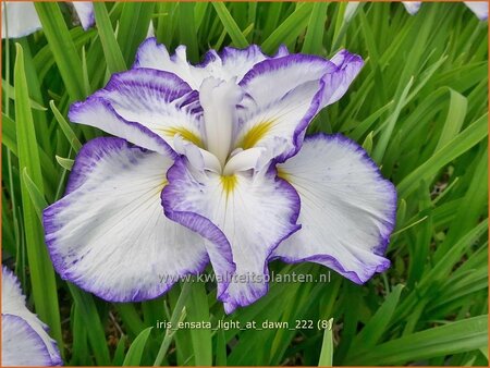Iris ensata 'Light at Dawn'