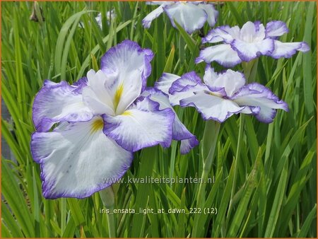 Iris ensata &#39;Light at Dawn&#39;