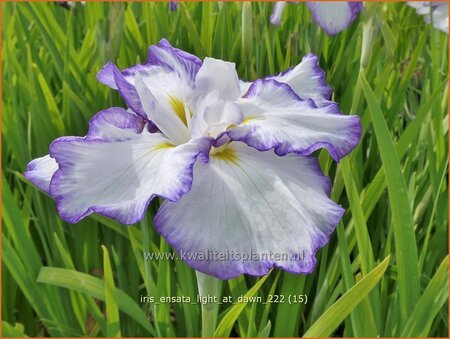 Iris ensata 'Light at Dawn'
