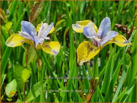 Iris sibirica &#39;Tipped in Blue&#39;