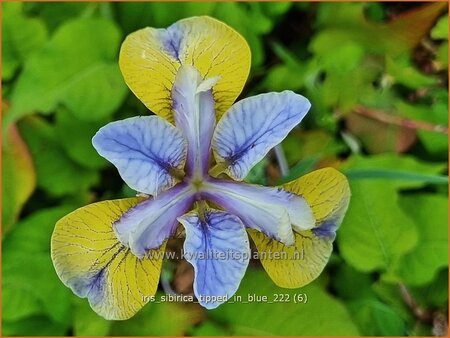 Iris sibirica &#39;Tipped in Blue&#39;