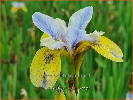 Iris sibirica &#39;Tipped in Blue&#39;