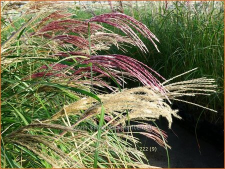 Miscanthus sinensis &#39;Rotsilber&#39; (pot 11 cm)