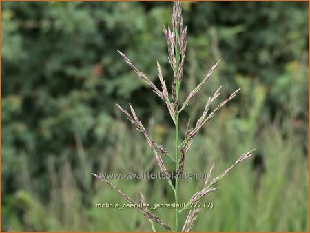 Molinia caerulea &#39;Jahreslauf&#39;
