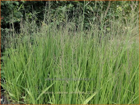 Molinia caerulea &#39;Jahreslauf&#39;