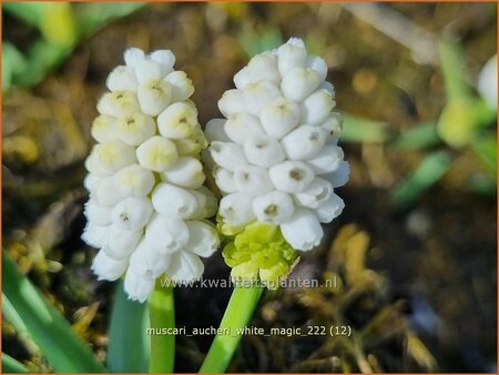 Muscari aucheri &#39;White Magic&#39;