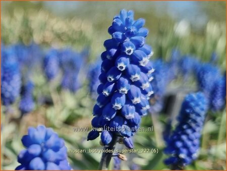 Muscari botryoides &#39;Superstar&#39;