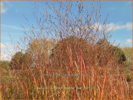Panicum virgatum &#39;Apache Rose&#39;