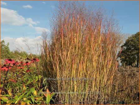 Panicum virgatum &#39;Apache Rose&#39;