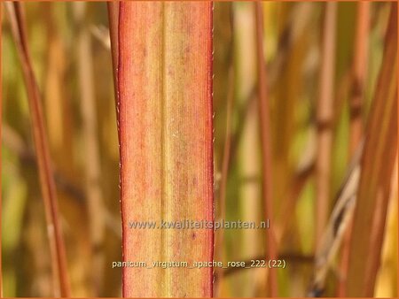 Panicum virgatum &#39;Apache Rose&#39;