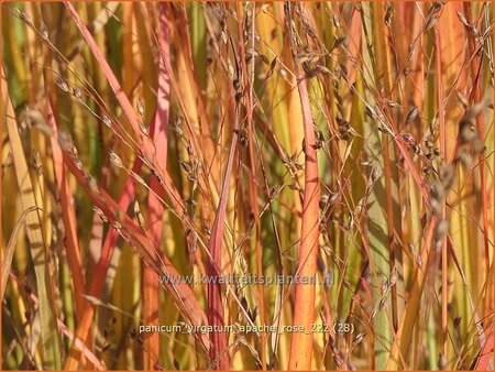 Panicum virgatum &#39;Apache Rose&#39;