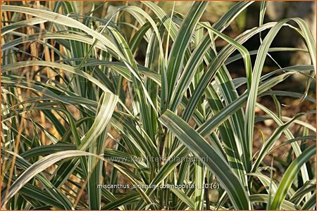 Miscanthus sinensis &#39;Cosmopolitan&#39; (pot 11 cm)