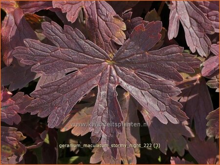 Geranium maculatum &#39;Stormy Night&#39;
