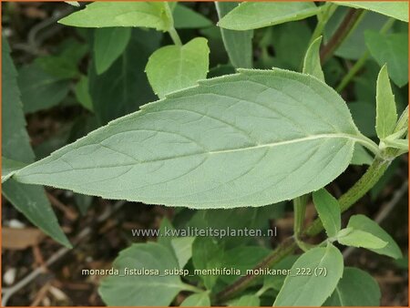 Monarda fistulosa subsp. menthifolia &#39;Mohikaner&#39;