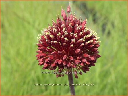 Allium amethystinum &#39;Red Mohican&#39;