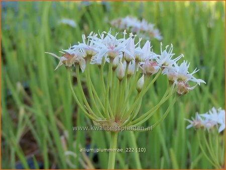 Allium plummerae