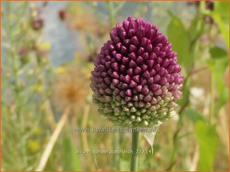 Allium sphaerocephalon