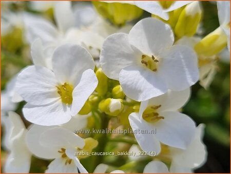 Arabis caucasica &#39;Bakkely&#39;