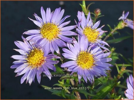 Aster &#39;Wood&#39;s Light Blue&#39;