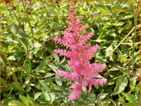 Astilbe 'Cattleya'