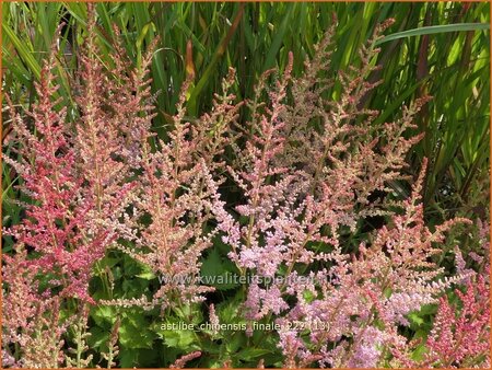Astilbe chinensis 'Finale'