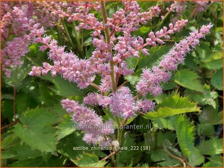 Astilbe chinensis &#39;Finale&#39;