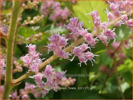 Astilbe chinensis &#39;Finale&#39;