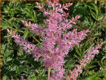 Astilbe &#39;Henny Graafland&#39;