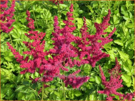 Astilbe &#39;Hot Pearls&#39;