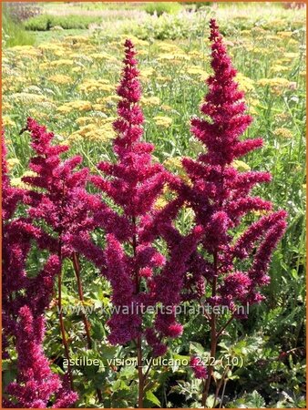 Astilbe &#39;Vision Vulcano&#39;