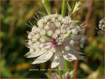 Astrantia major &#39;Diamonds White&#39;