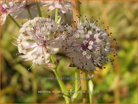 Astrantia major &#39;Diamonds White&#39;