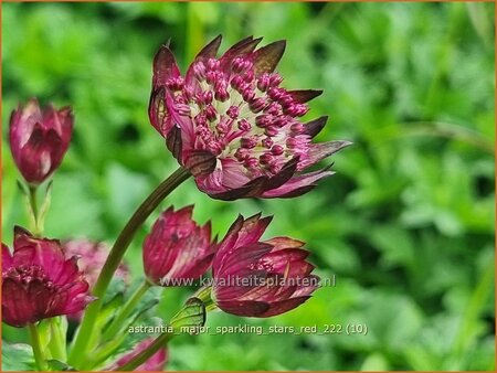 Astrantia major &#39;Sparkling Stars Red&#39;