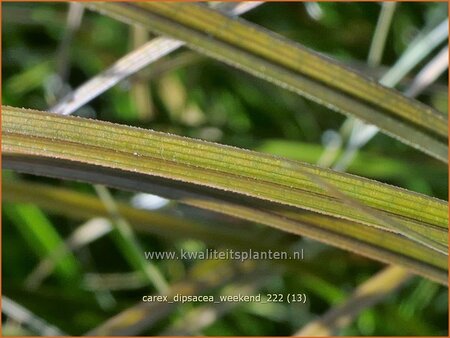 Carex dipsacea &#39;Weekend&#39;