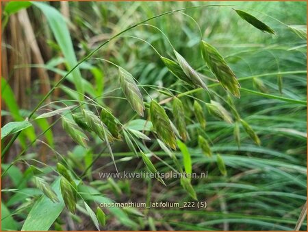 Chasmanthium latifolium