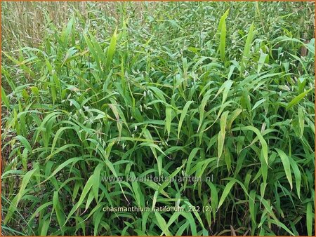 Chasmanthium latifolium