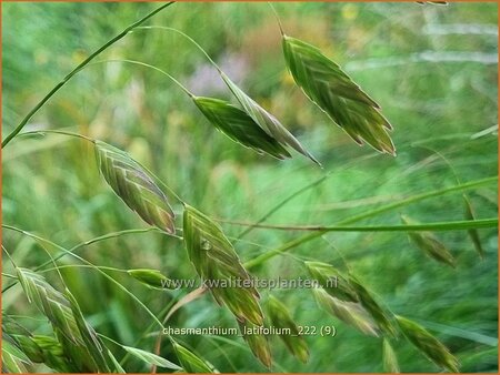 Chasmanthium latifolium