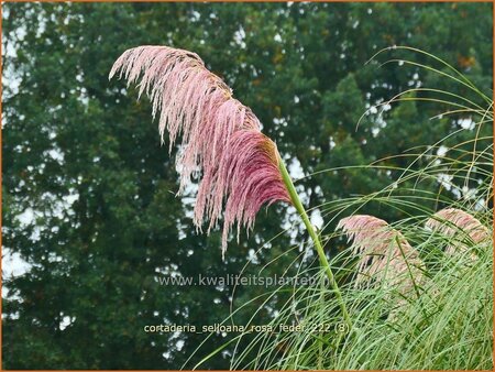 Cortaderia selloana &#39;Rosa Feder&#39; (pot 11 cm)